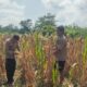 Jagung Ketahanan Pangan Polsek Rimba Melintang Siap Panen, Polisi Pastikan Program Berjalan Optimal