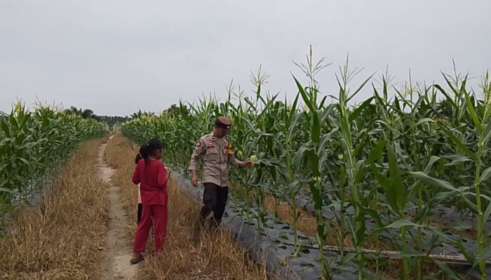 Bhabinkamtibmas Polsek Rimba Melintang Cek Lahan Jagung, Wujud Dukungan Program Ketahanan Pangan Nasional