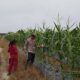 Bhabinkamtibmas Polsek Rimba Melintang Cek Lahan Jagung, Wujud Dukungan Program Ketahanan Pangan Nasional