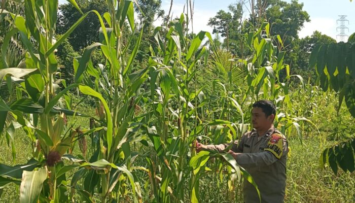 Bhabinkamtibmas Polsek Rimba Melintang Cek Perkembangan Lahan Jagung, Dukung Program Asta Cita Presiden