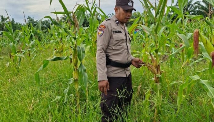 KAPOLSEK RIMBA MELINTANG DUKUNG ASTA CITA PRESIDEN, POLSEK TERUS PANTAU PERKEMBANGAN JAGUNG KETAHANAN PANGAN