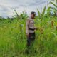 KAPOLSEK RIMBA MELINTANG DUKUNG ASTA CITA PRESIDEN, POLSEK TERUS PANTAU PERKEMBANGAN JAGUNG KETAHANAN PANGAN