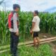 Bhabinkamtibmas Polsek Sukorejo Dampingi Kelompok Tani Optimalkan Lahan Produktif untuk Dukung Ketahanan Pangan