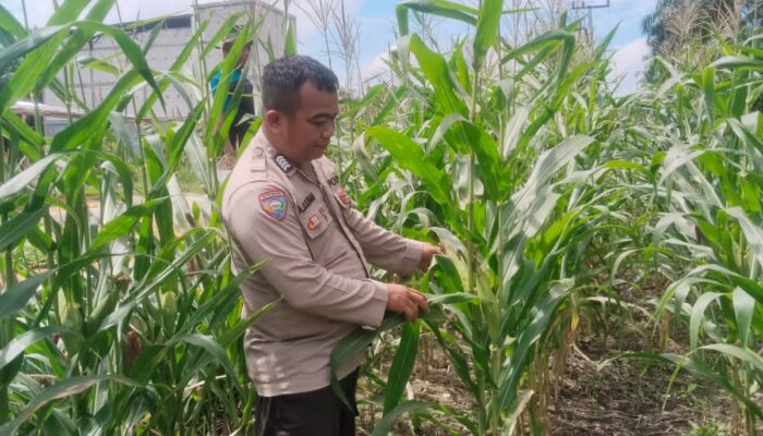 Bhabinkamtibmas Polsek Rimba Melintang Pantau Pertumbuhan Jagung, Dukung Program Ketahanan Pangan Nasional