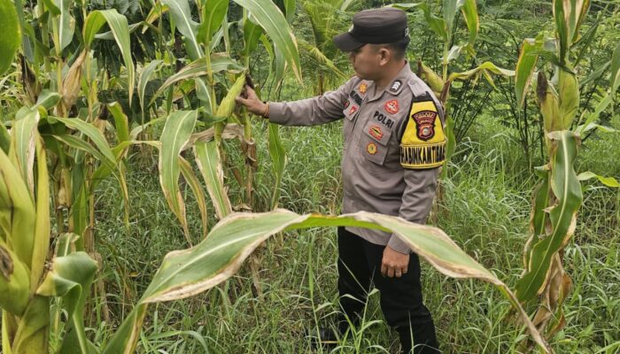 Polsek Rimba Melintang Intensif Pantau Lahan Jagung Ketahanan Pangan, Pastikan Tanaman Tumbuh Optimal