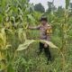 Polsek Rimba Melintang Intensif Pantau Lahan Jagung Ketahanan Pangan, Pastikan Tanaman Tumbuh Optimal