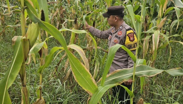 Bhabinkamtibmas Rimba Melintang Pantau Pertumbuhan Jagung, Wujud Nyata Dukungan Ketahanan Pangan Nasional