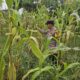 Bhabinkamtibmas Rimba Melintang Pantau Pertumbuhan Jagung, Wujud Nyata Dukungan Ketahanan Pangan Nasional