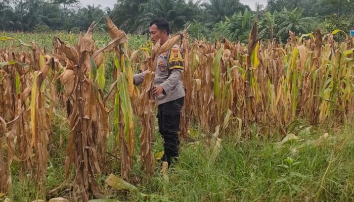 POLSEK RIMBA MELINTANG TERUS KAWAL PROGRAM KETAHANAN PANGAN, PERKEMBANGAN TANAMAN JAGUNG DIPANTAU SECARA BERKALA