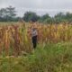 POLSEK RIMBA MELINTANG TERUS KAWAL PROGRAM KETAHANAN PANGAN, PERKEMBANGAN TANAMAN JAGUNG DIPANTAU SECARA BERKALA