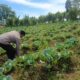 Polsek Nongkojajar Pantau Lahan Kubis Warga Program P2B