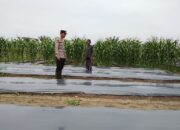 Polsek Rimba Melintang Pastikan Program Ketahanan Pangan Berjalan, Pertumbuhan Jagung Terus Dipantau