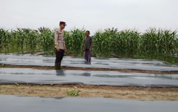 Polsek Rimba Melintang Pastikan Program Ketahanan Pangan Berjalan, Pertumbuhan Jagung Terus Dipantau