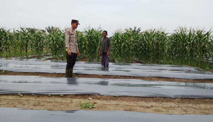 Polsek Rimba Melintang Pastikan Program Ketahanan Pangan Berjalan, Pertumbuhan Jagung Terus Dipantau