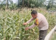 Polsek Rimba Melintang Kawal Ketahanan Pangan, Pertumbuhan Jagung di Harapan Jaya Terus Dipantau