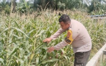Polsek Rimba Melintang Kawal Ketahanan Pangan, Pertumbuhan Jagung di Harapan Jaya Terus Dipantau