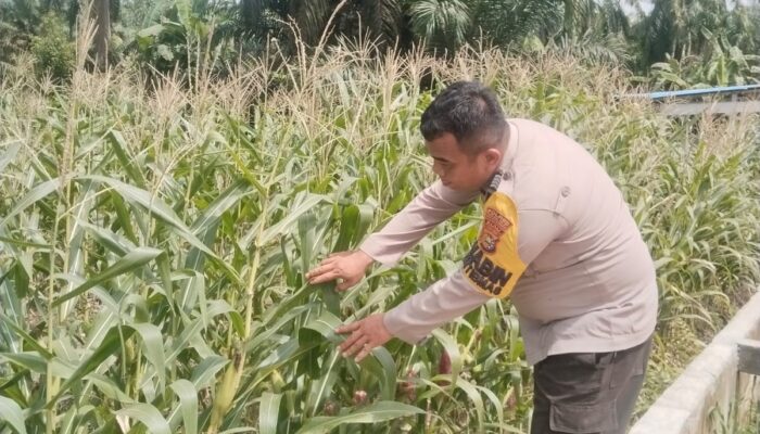Polsek Rimba Melintang Kawal Ketahanan Pangan, Pertumbuhan Jagung di Harapan Jaya Terus Dipantau