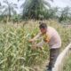 Polsek Rimba Melintang Kawal Ketahanan Pangan, Pertumbuhan Jagung di Harapan Jaya Terus Dipantau