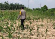 Bhabinkamtibmas Kel. Sungai rangau Cek Ketahanan pangan jagung pipil
