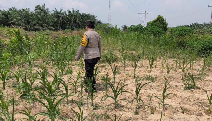 Bhabinkamtibmas Kel. Sungai rangau Cek Ketahanan pangan jagung pipil