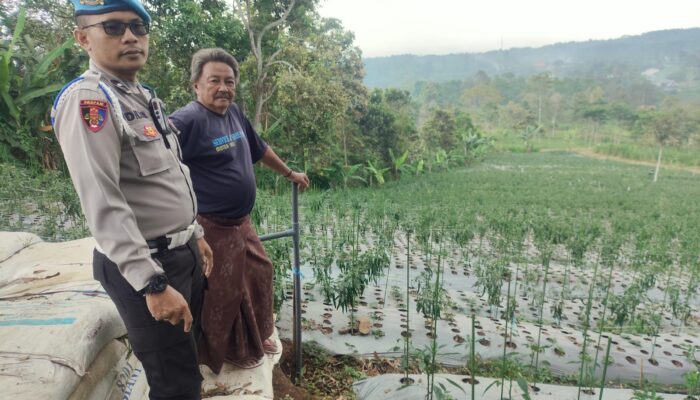 Bhabinkamtibmas Polsek Nongkojajar Pantau Tanaman Cabai, Dukung Program Pekarangan Pangan Bergizi di Tutur