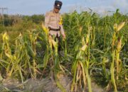 Bhabinkamtibmas Kel. Rantau Kopar memantau perkembangan Ketapang jagung pipil