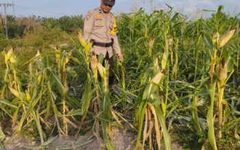 Bhabinkamtibmas Kel. Rantau Kopar memantau perkembangan Ketapang jagung pipil