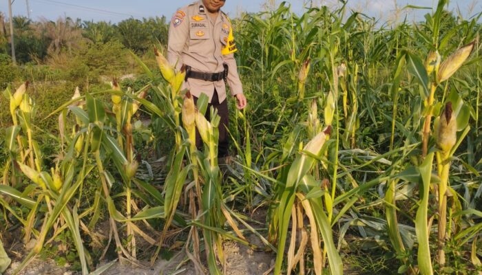 Bhabinkamtibmas Kel. Rantau Kopar memantau perkembangan Ketapang jagung pipil