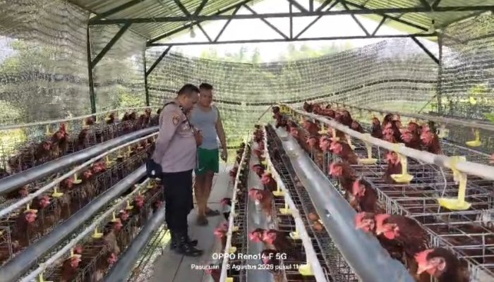 Budidaya Ayam Petelur di Kalisat Berkembang Baik, Bhabinkamtibmas Dukung Ketahanan Pangan