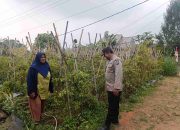 Bhabinkamtibmas Polsek Nongkojajar Pantau Tanaman Cabe, Dukung Program Ketahanan Pangan Nasional