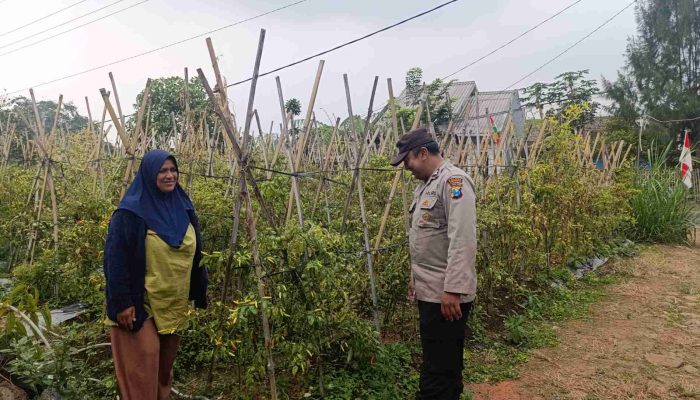 Bhabinkamtibmas Polsek Nongkojajar Pantau Tanaman Cabe, Dukung Program Ketahanan Pangan Nasional