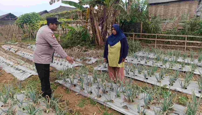 Bhabinkamtibmas Nongkojajar Pantau Tanaman Bawang Merah, Dukung Ketahanan Pangan Nasional