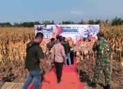 Panen Jagung Bantuan Pemerintah di Sambisirah Kenalkan Modernisasi Pertanian