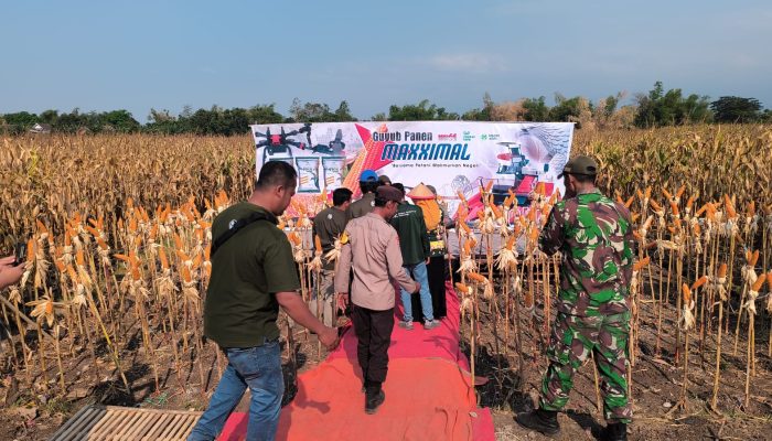 Panen Jagung Bantuan Pemerintah di Sambisirah Kenalkan Modernisasi Pertanian