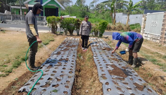 Polsek Nongkojajar Pantau Tanaman Bawang Putih, Dukung Program Ketahanan Pangan Nasional