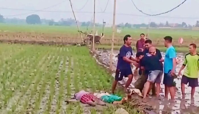 Ibu dan Anak Tewas di Sawah, Diduga Terjerat Jebakan Tikus Beraliran Listrik