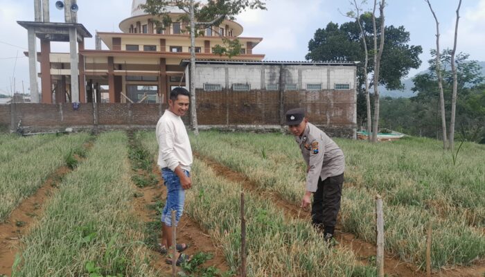 Bhabinkamtibmas Polsek Nongkojajar Pantau Tanaman Bawang Merah, Dukung Program Ketahanan Pangan