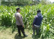 Bhabinkamtibmas Sukorejo Pantau Pertumbuhan Tanaman Jagung, Dukung Program Ketahanan Pangan