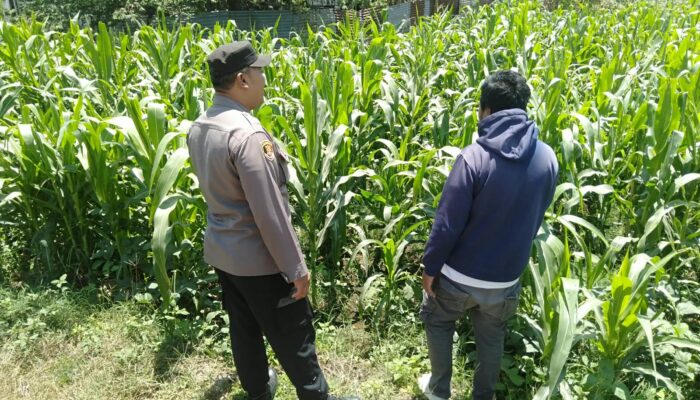 Bhabinkamtibmas Sukorejo Pantau Pertumbuhan Tanaman Jagung, Dukung Program Ketahanan Pangan