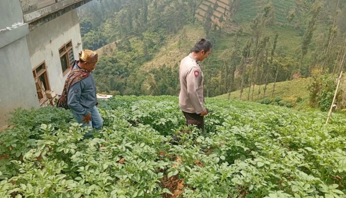 Polsek Tosari Rutin Cek Tanaman Kentang, Begini Cara Polisi Dukung Ketahanan Pangan