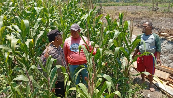 Polsek Sukorejo Dampingi Kelompok Tani Manfaatkan Lahan Produktif untuk Ketahanan Pangan