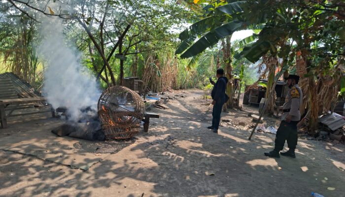 Polsek Waru Bongkar Arena Sabung Ayam di Bungurasih Utara