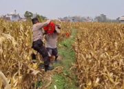 Bahu-Membahu di Ladang Jagung, Jajaran Polresta Malang Kota Bersama Warga Wujudkan Ketahanan Pangan